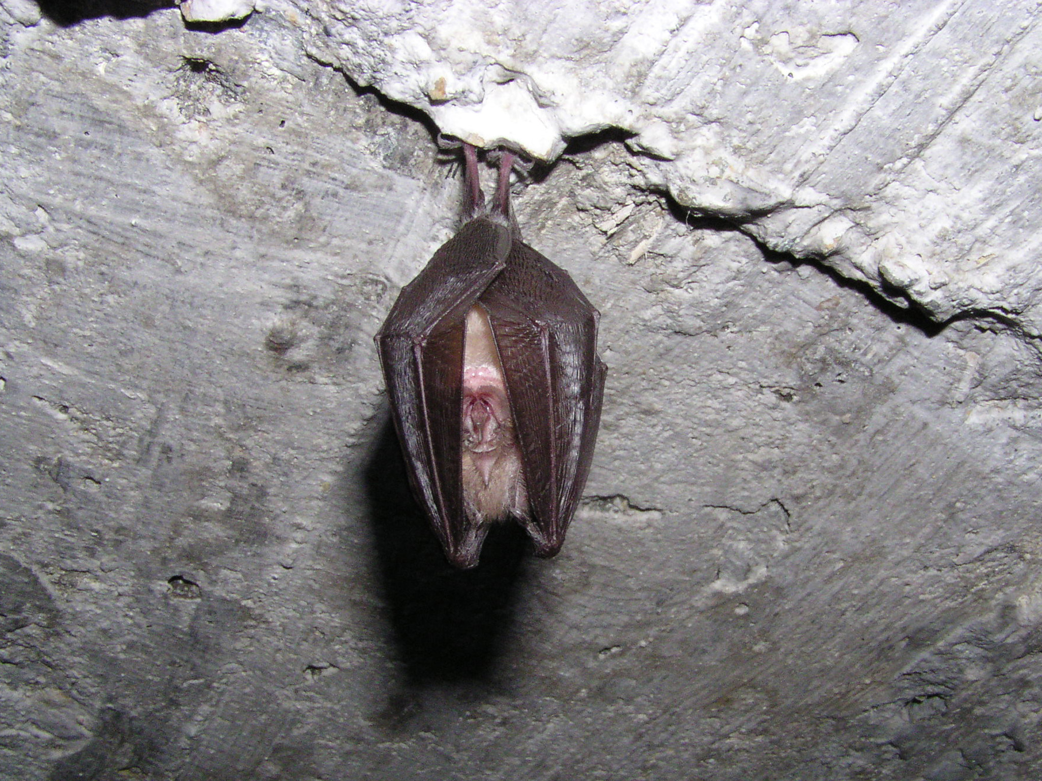 Lesser horseshoe bat [photo courtesy of Mike Castle]